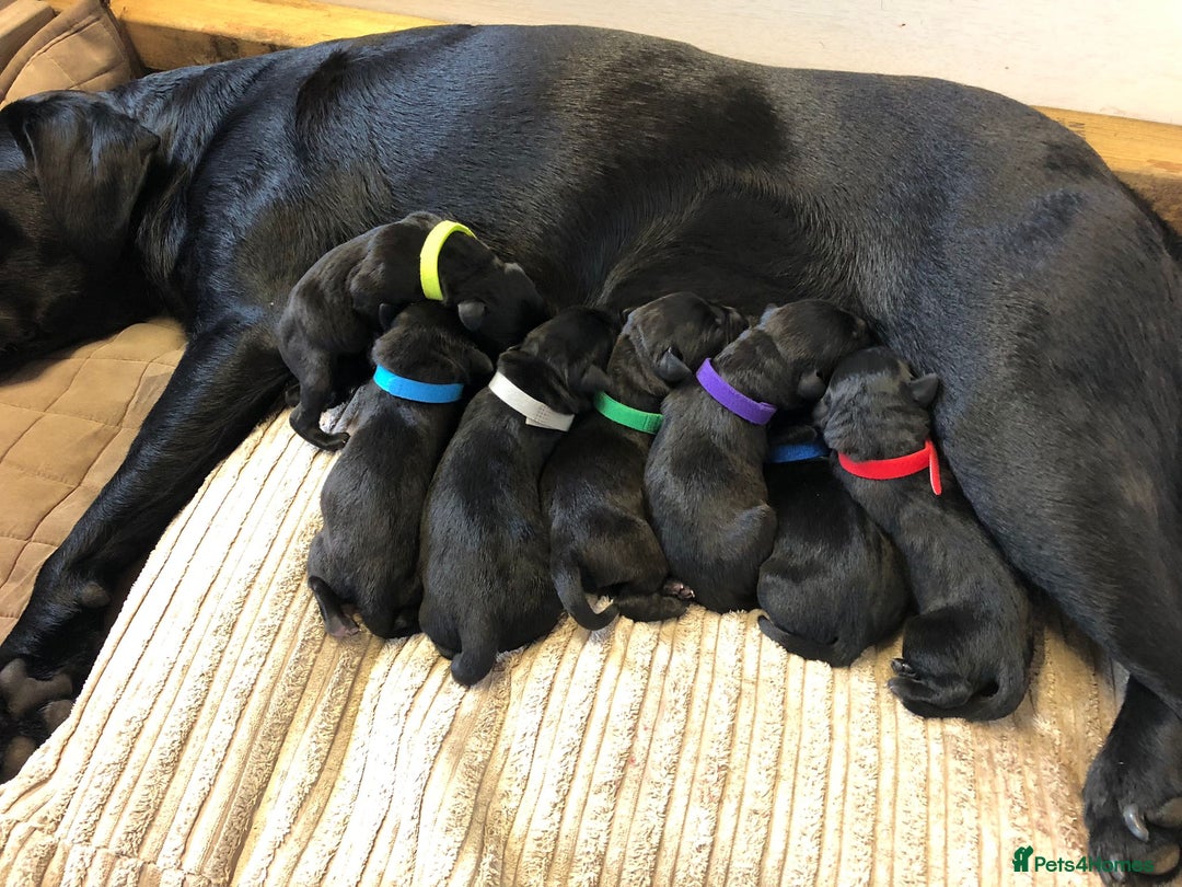 Labrador Retriever dogs for sale: Labrador Puppies for Sale - ready 28th September - Image 1