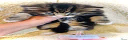 Persian cats for sale: 5 beautiful fluffy Persian crosses.  - Advert 20