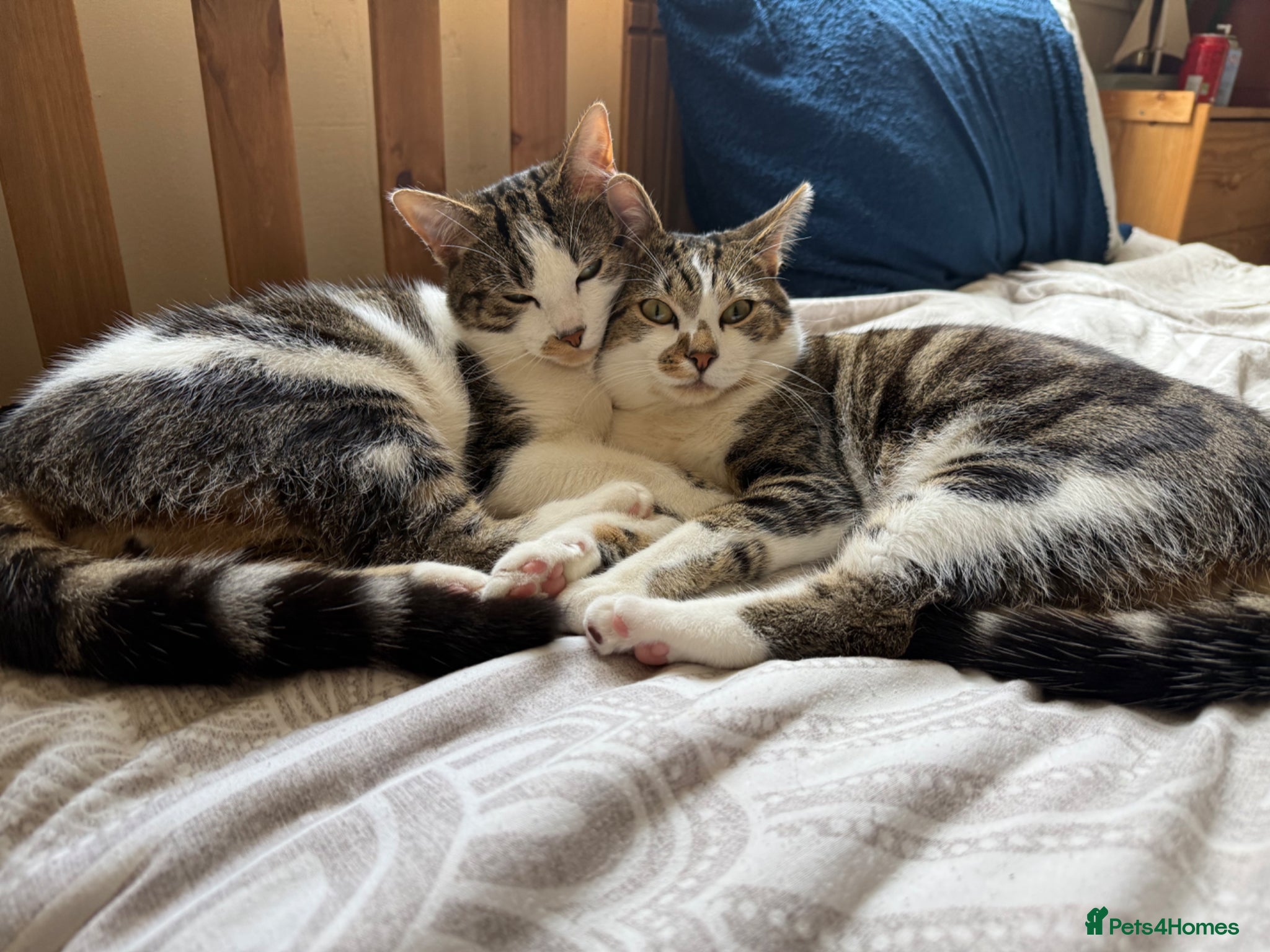 Mixed Breed cats Two energetic brothers looking for a home  - Advert 2
