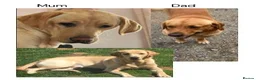 Labrador Retriever dogs for sale: Gorgeous KC Registered Labrador puppies - Advert 6