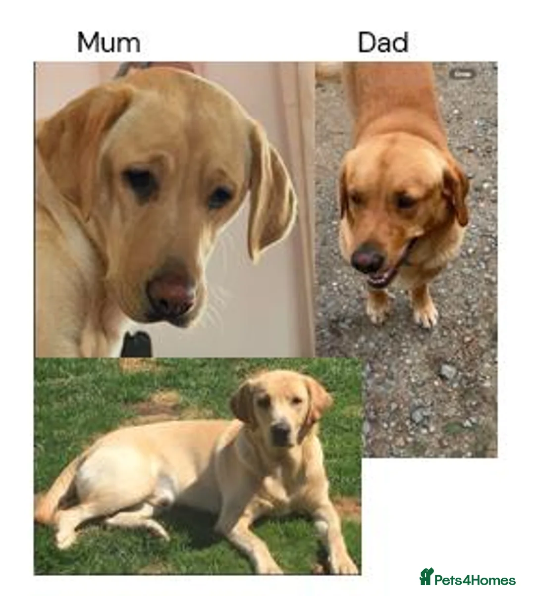 Labrador Retriever dogs for sale: Gorgeous KC Registered Labrador puppies - Advert 6