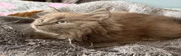 Maine Coon cats for sale: Beautiful Maine Coon kittens **READY NOW*** - Advert 23