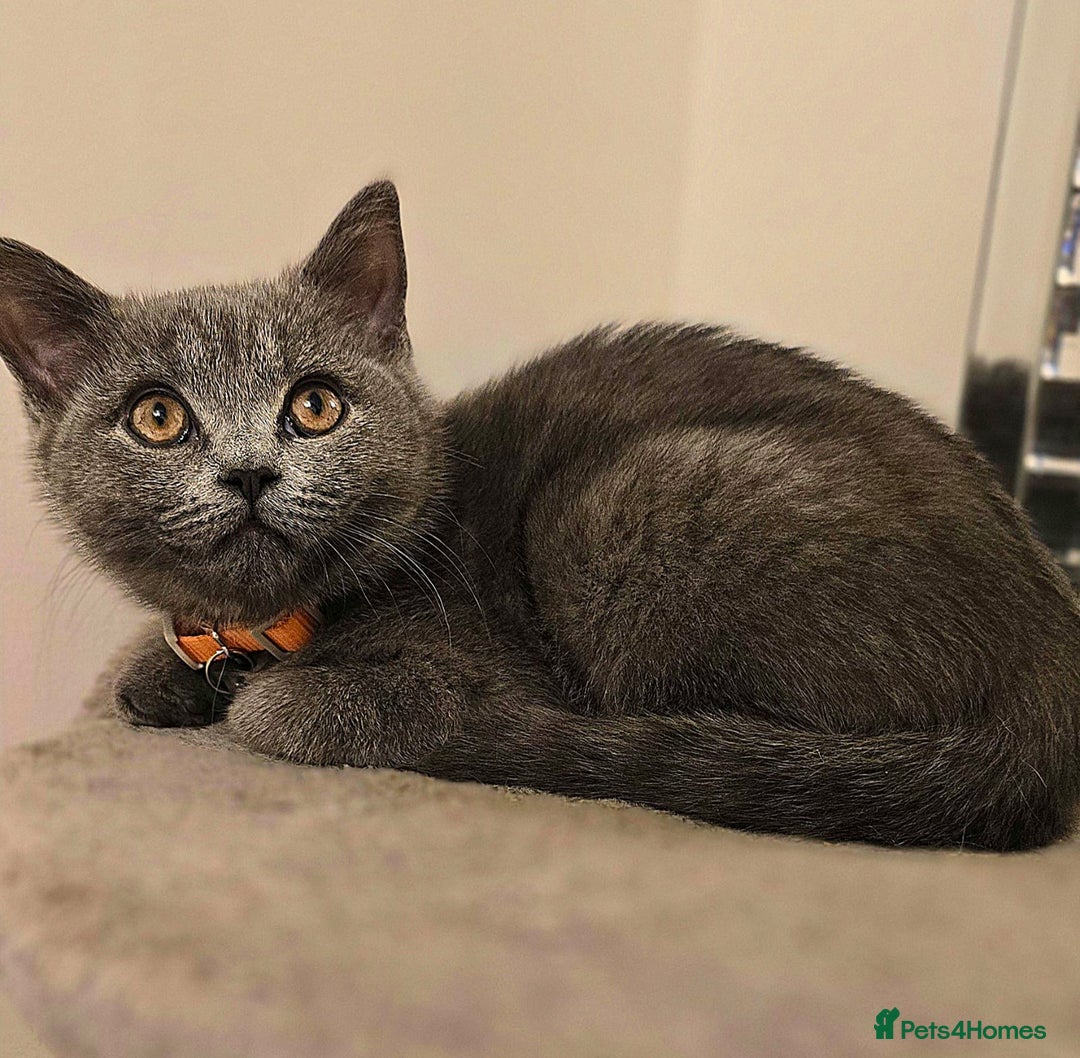 British Shorthair cats for sale: Beautiful Blue British Shorthair - Image 5