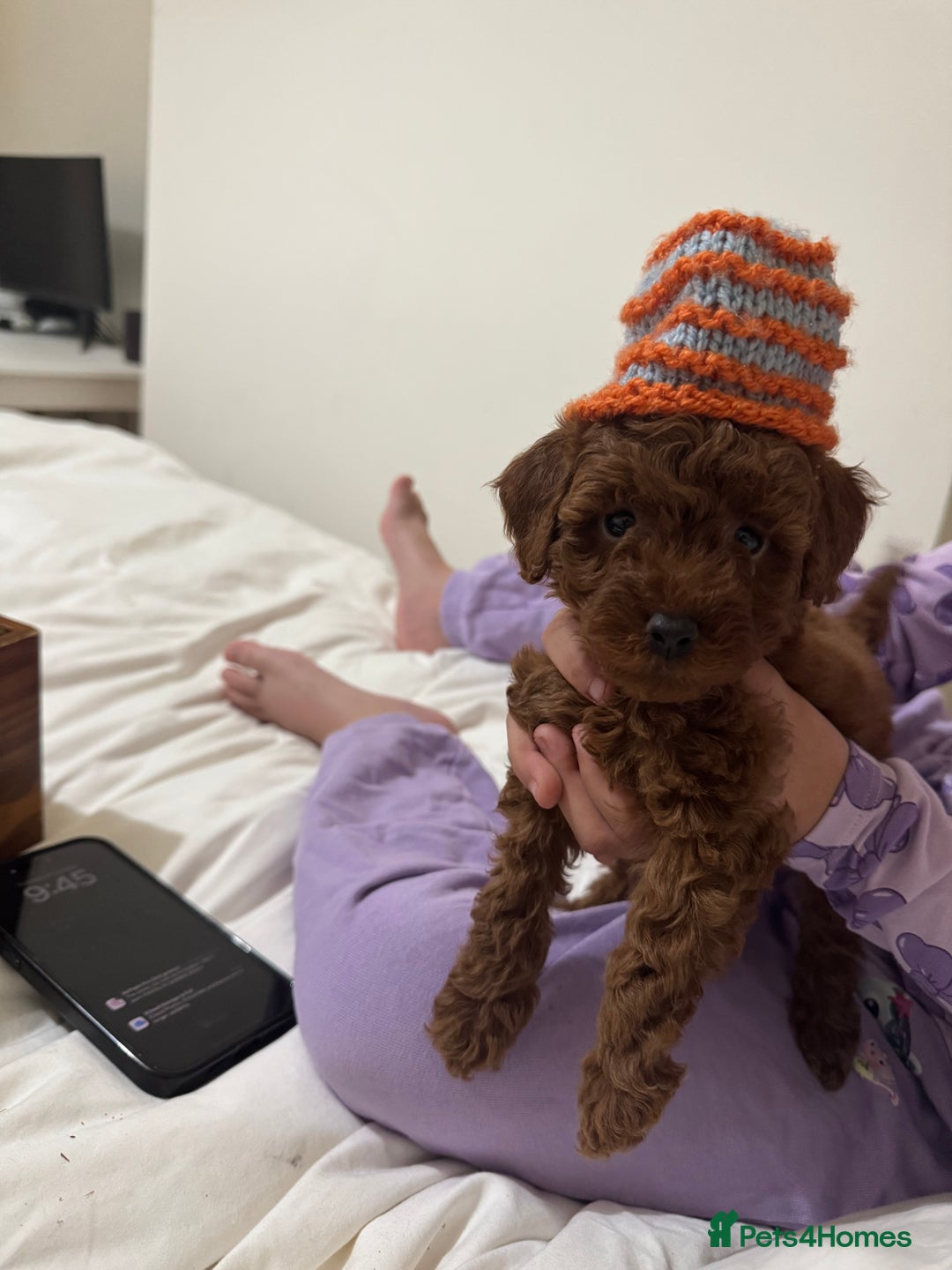 Miniature Poodle dogs for sale: 🐩 Outstanding Deep Red Miniature Poodle Puppies  - Advert 33