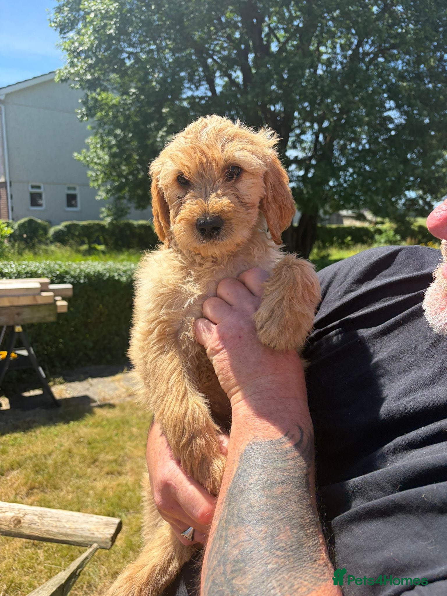 Goldendoodle dogs Goldendoodle pups Born 25 March 2026 - Advert 2