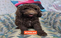 Newfypoo dogs for sale: 🐾 Beautiful Newfypoo x Standard Poodle Puppies 🐾 in Doncaster - Image 7