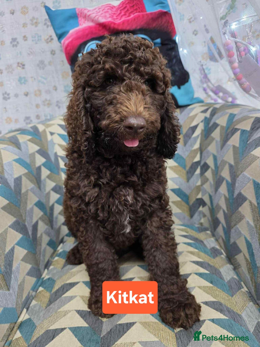 Newfypoo dogs for sale: 🐾 Beautiful Newfypoo x Standard Poodle Puppies 🐾 in Doncaster - Image 7