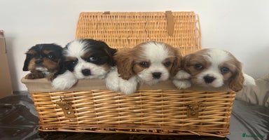 Cavalier King Charles Spaniel dogs - Advert 2
