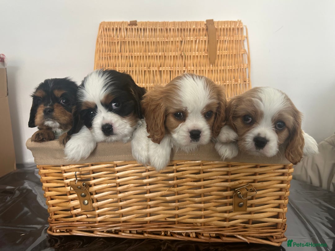 Cavalier King Charles Spaniel dogs for sale: K.C and fully health and heart tested parents  - Image 2
