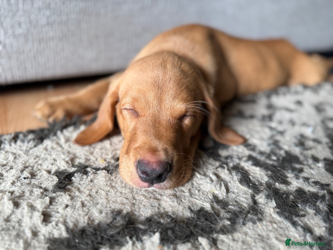 Labrador Retriever dogs for sale: KC REG LABS - Ready Now - fox red and black males in Houghton le Spring - Image 9