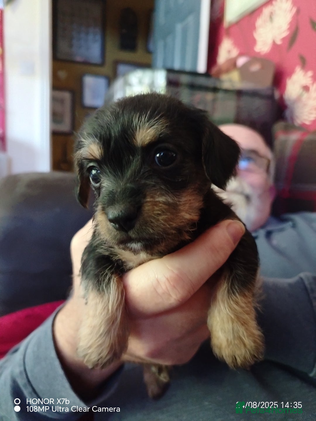 Dachshund dogs for sale: Jackshound puppies  - Image 1