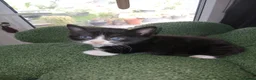 Mixed Breed cats for sale: Kittens Ready for new homes - Advert 10