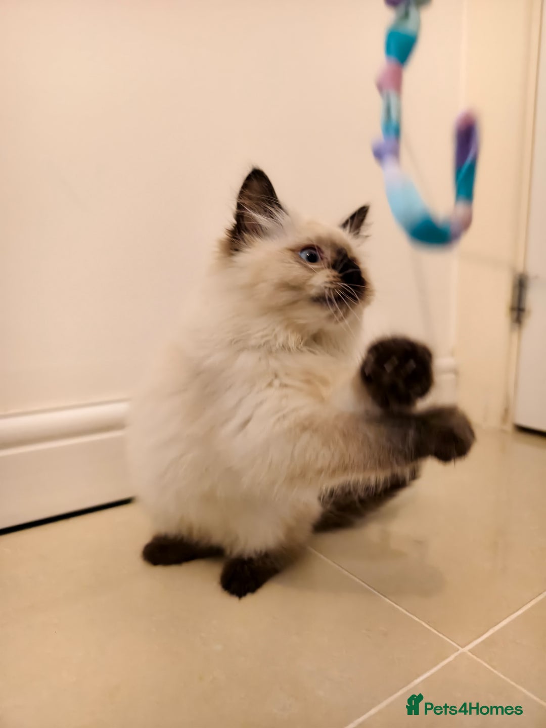 Ragdoll cats for sale: Beautiful Ragdoll Kittens Ready for Sale! - Advert 22