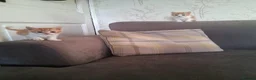 Mixed Breed cats for sale: 2 beautiful ginger and white kittens - Advert 11