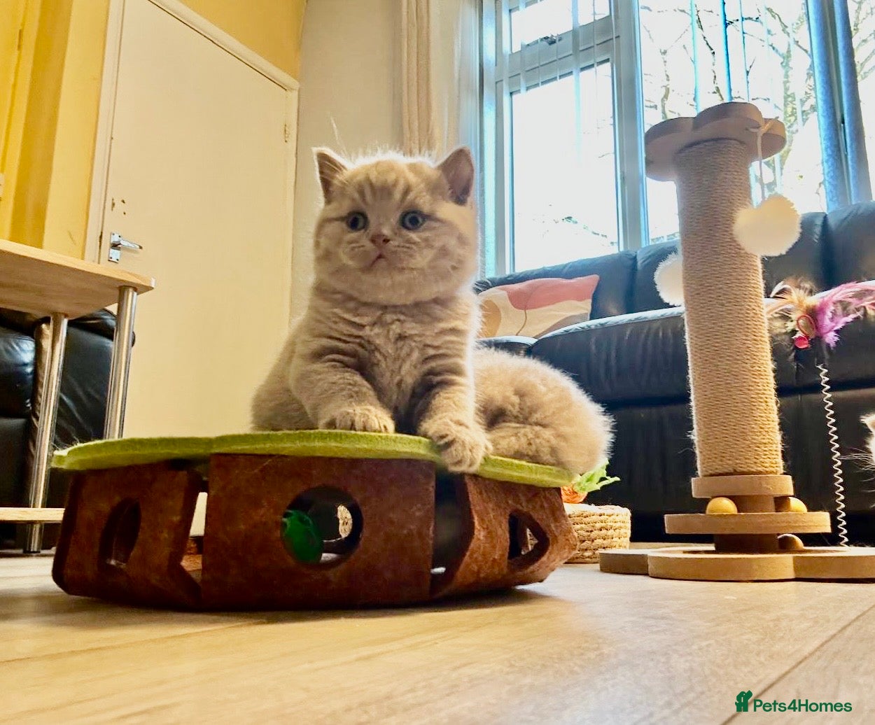 British Shorthair cats 🐾 100% pedigree GCCF reg BSH Kittens 🐾  - Advert 13