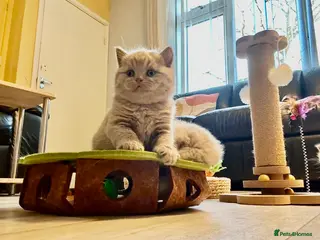 British Shorthair cats 🐾 100% pedigree GCCF reg BSH Kittens 🐾 - Advert 13