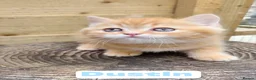 British Longhair cats for sale: 💖 Champion Line, British SH/LH Cuties 💖 - Advert 8