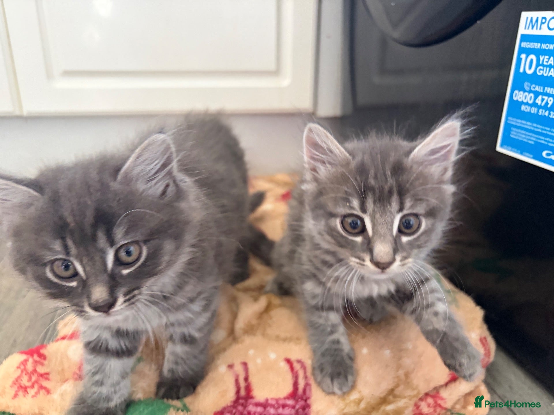 Domestic Shorthair cats Kittens  - Advert 2