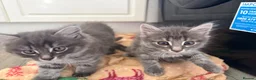 Domestic Shorthair cats for sale: Kittens  in Nottingham - Advert 1