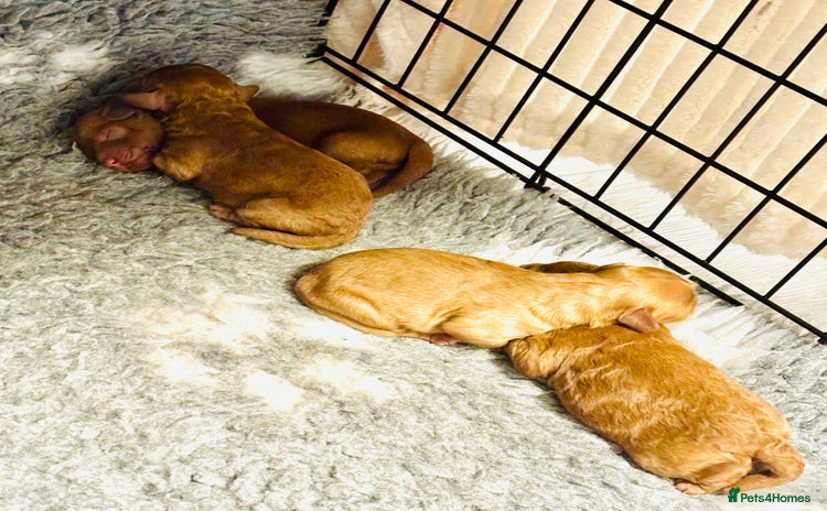 Cavapoo dogs - Advert 2