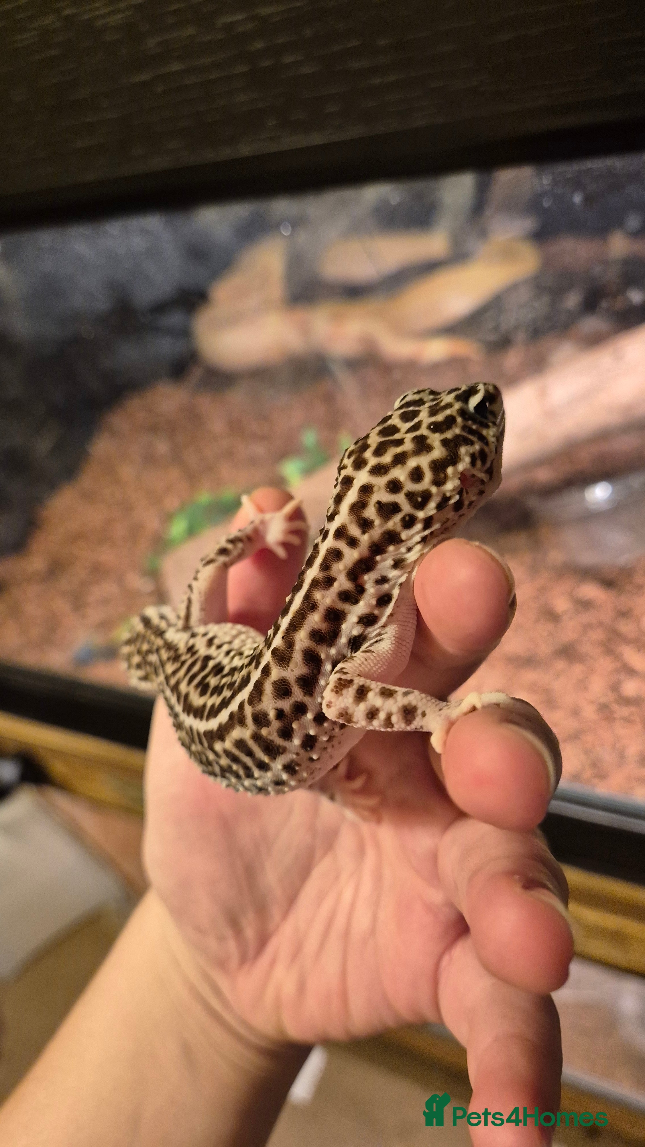 Leopard Gecko reptiles Breeding pair of super/ mack snow leopard geckos - Advert 1