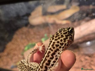 Leopard Gecko reptiles Breeding pair of super/ mack snow leopard geckos - Advert 4