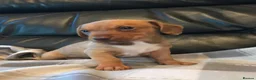 Miniature Dachshund dogs for sale: True miniature dachshunds - Advert 4