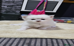 Ragdoll cats for sale: GCCF Ragdoll kittens ready now - Image 8