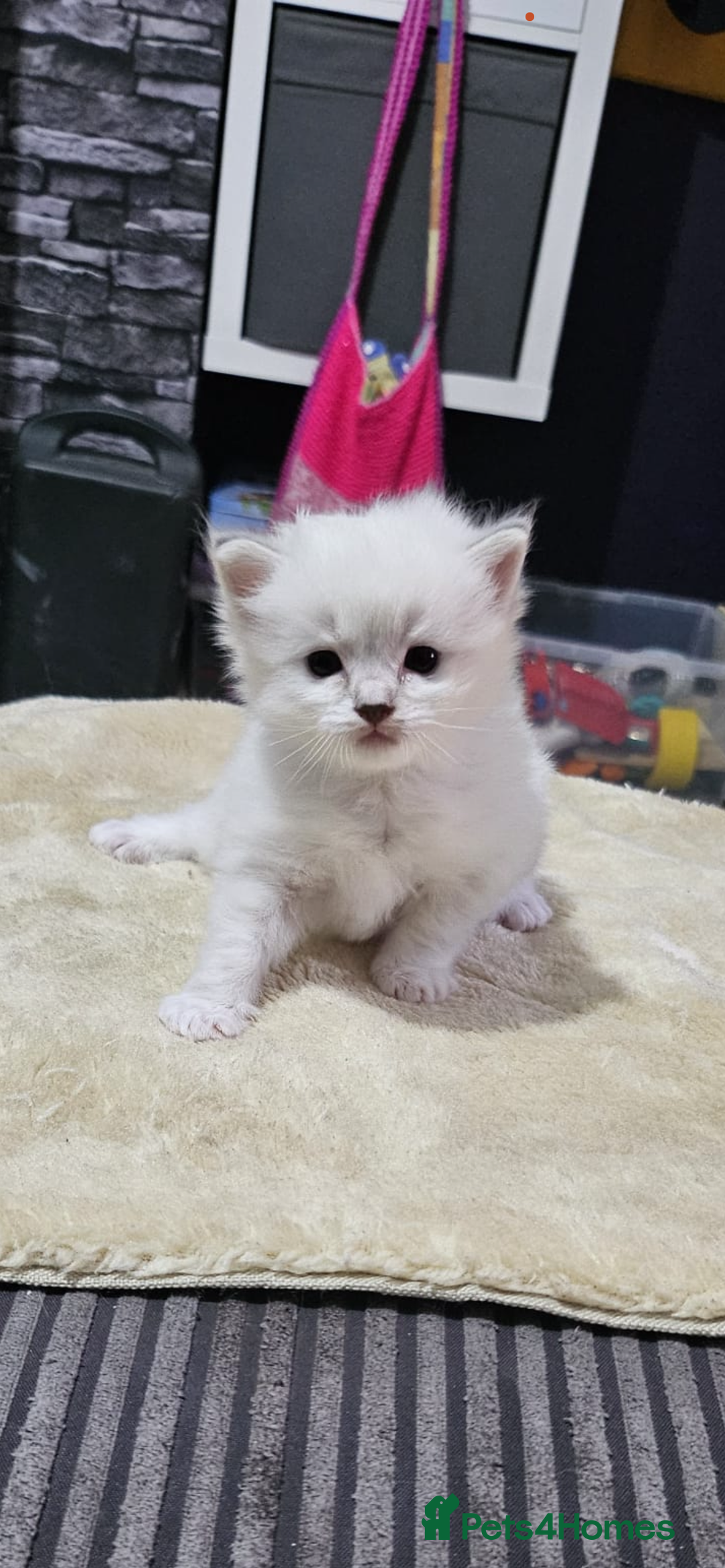 Ragdoll cats for sale: GCCF Ragdoll kittens ready now - Image 8