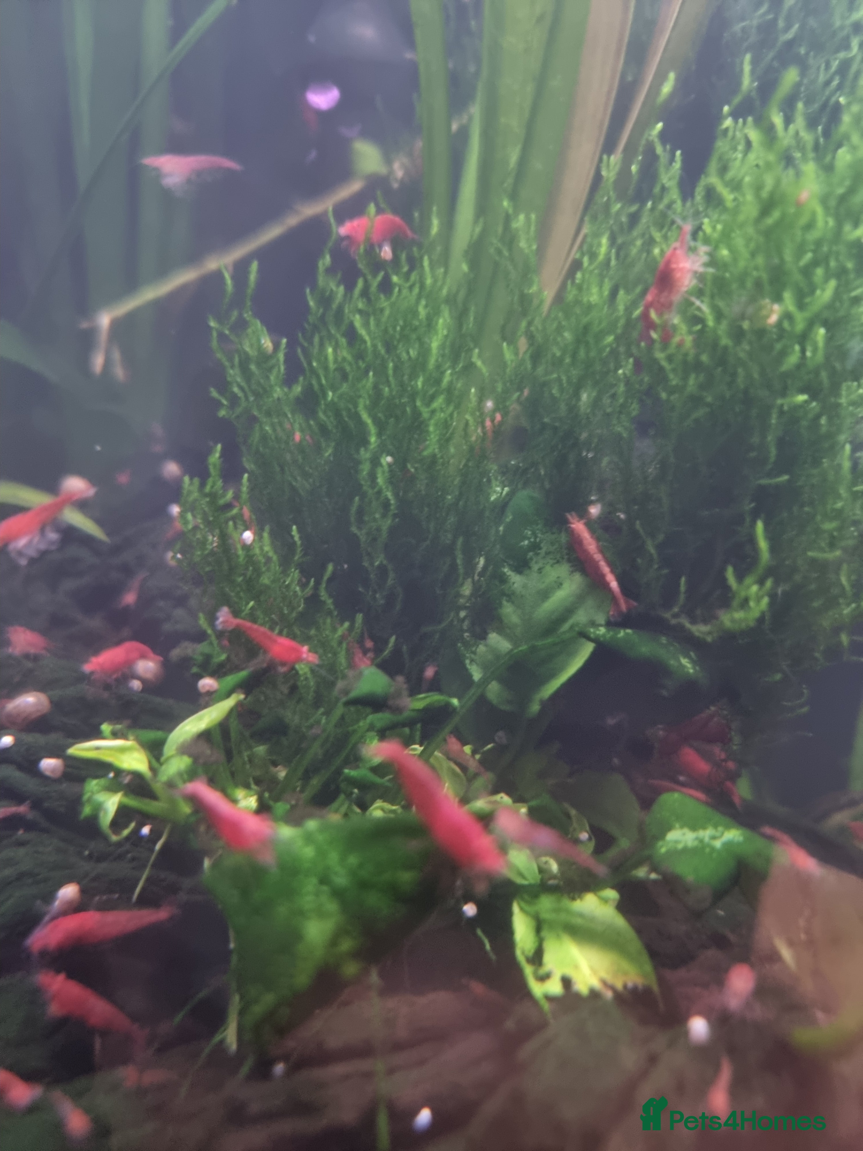 Shrimps fish Neocaridina shrimp  in Stevenage - Advert 3