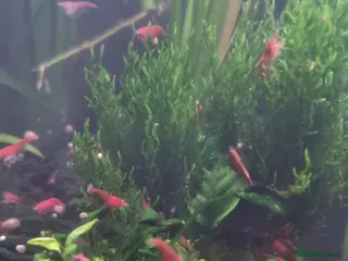 Shrimps fish Neocaridina shrimp in Stevenage - Advert 3