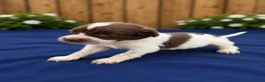 Cocker Spaniel 2