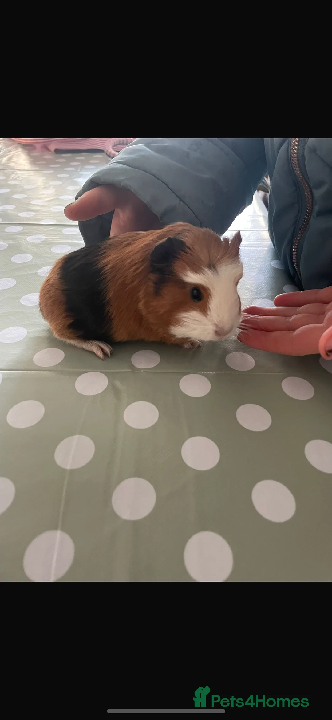 Guinea Pig rodents for sale: Two male baby guinea pigs, super friendly!  - Advert 2