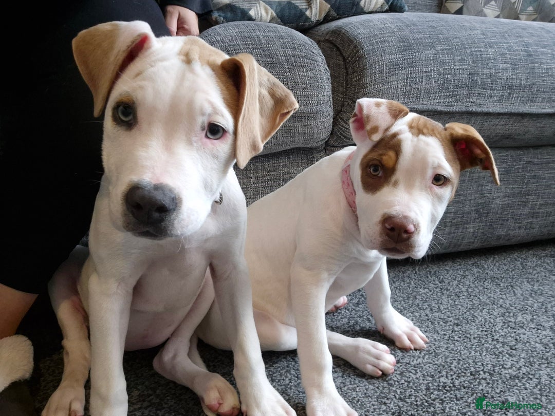 American Bulldog dogs for sale: American Bulldog Puppies - Image 6