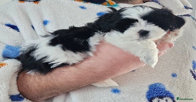 Shih Tzu dogs Standard Shih Tzu puppies - Advert 15