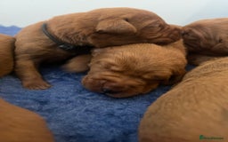 Labrador Retriever dogs for sale: Health tested extremely dark fox red Labradors - Image 7