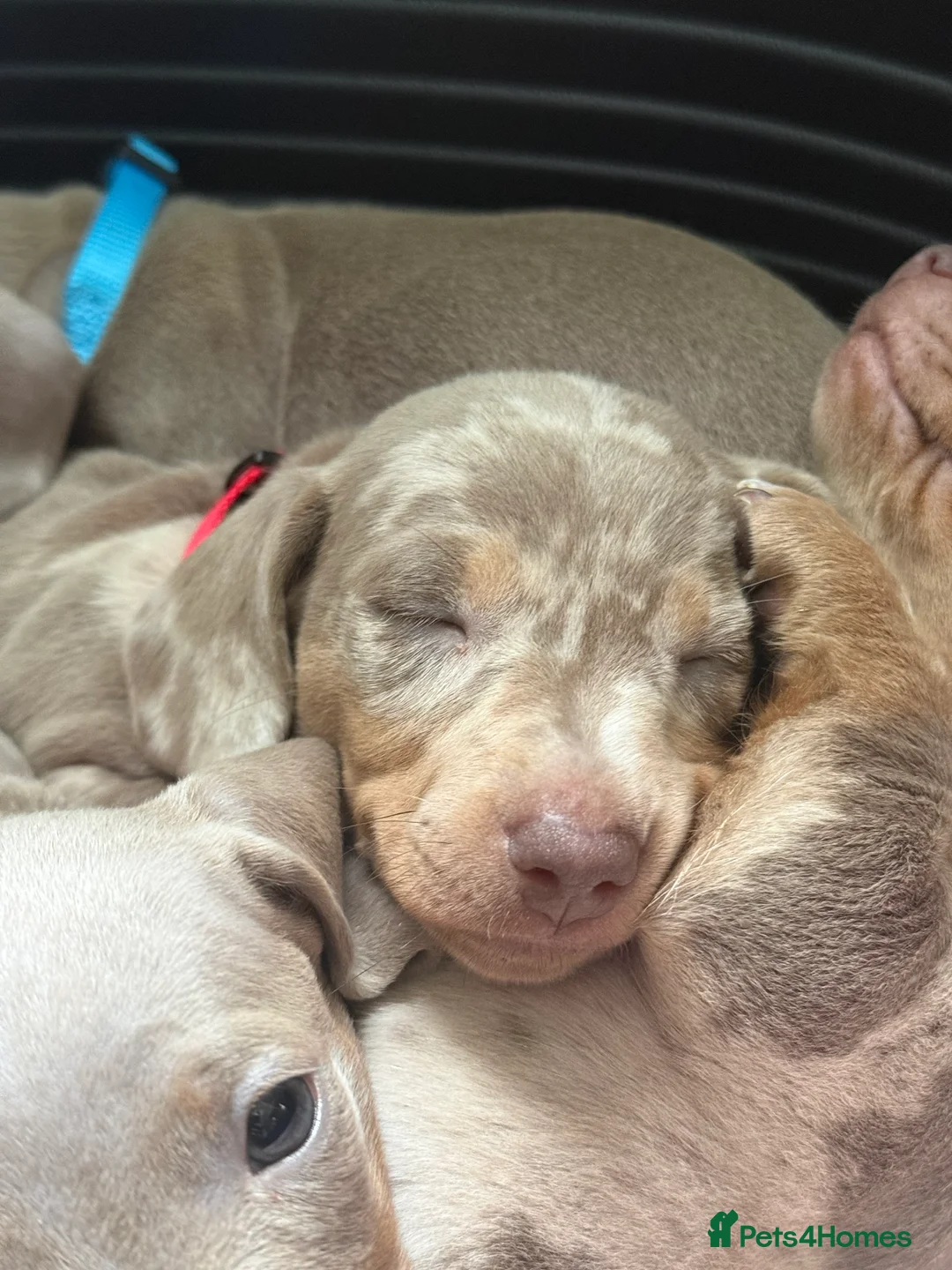 Miniature Dachshund dogs for sale: Miniature Dachshund Puppies – Champion Bloodline - Advert 21