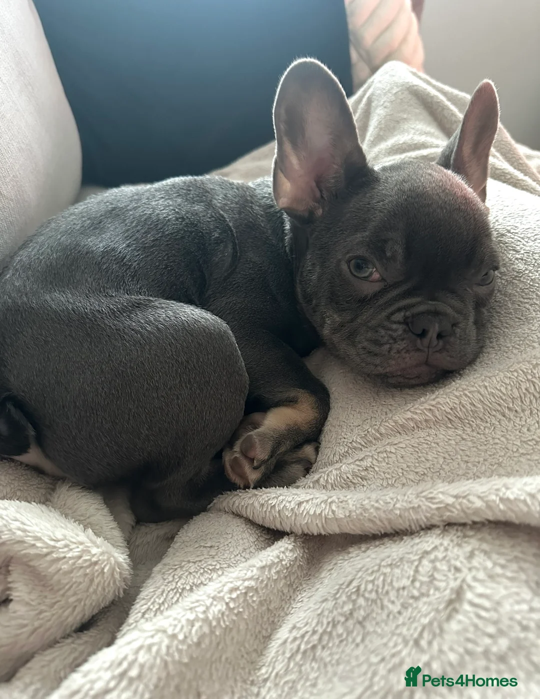 French Bulldog dogs for stud: PROVEN - Beautiful French Bulldog For Stud in Weston-super-Mare - Advert 7