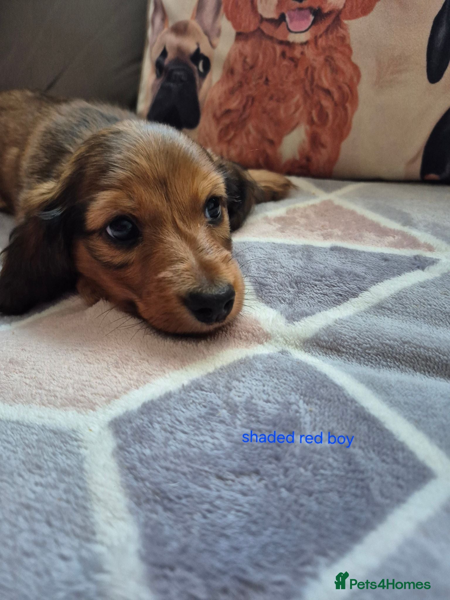 Dachshund dogs  Stunning Miniature longhaired dachshund puppies  - Advert 1