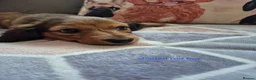 Dachshund dogs for sale:  Stunning Miniature longhaired dachshund puppies  - Advert 4