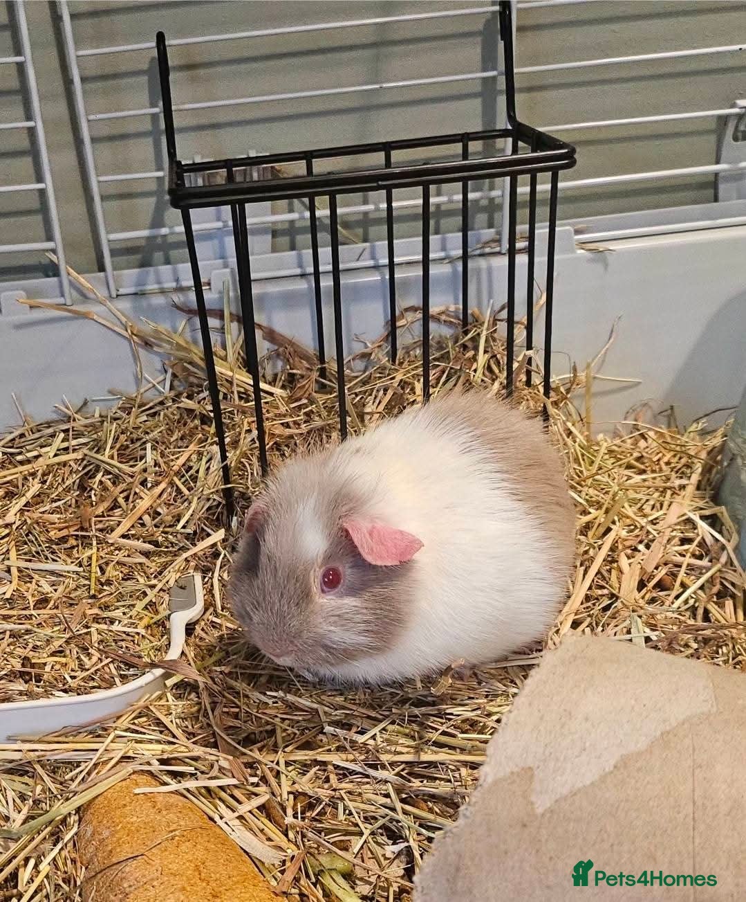 Guinea Pig rodents 2 x young boar piggies plus all accessories in Leominster - Advert 1