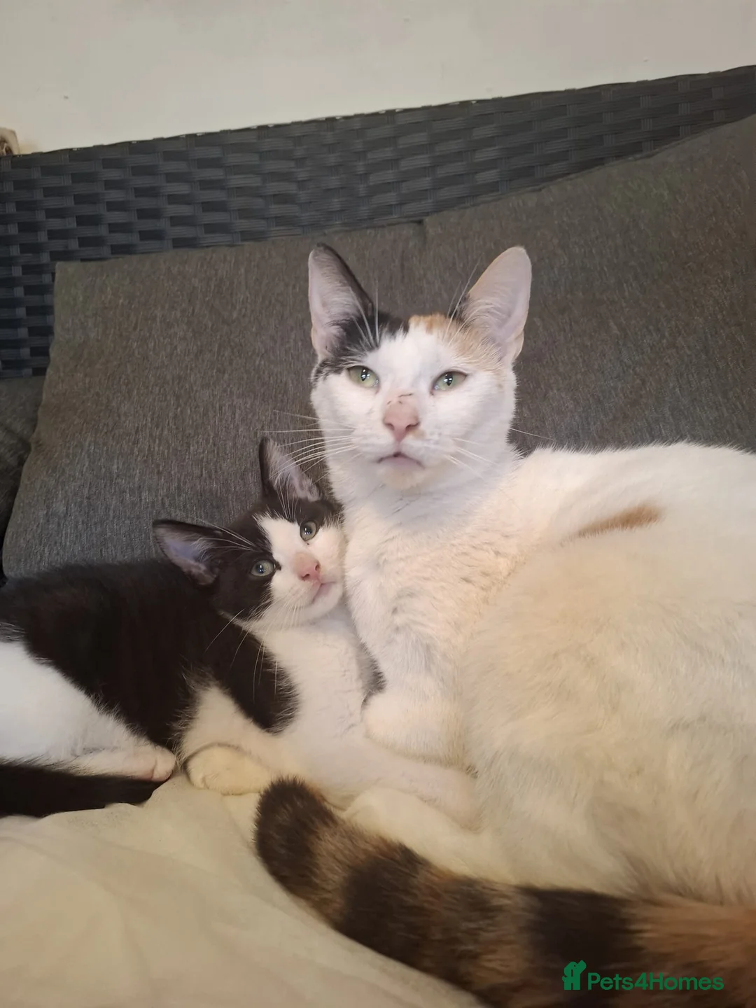 Mixed Breed cats for sale: Gorgeous Male Kitten - Advert 8