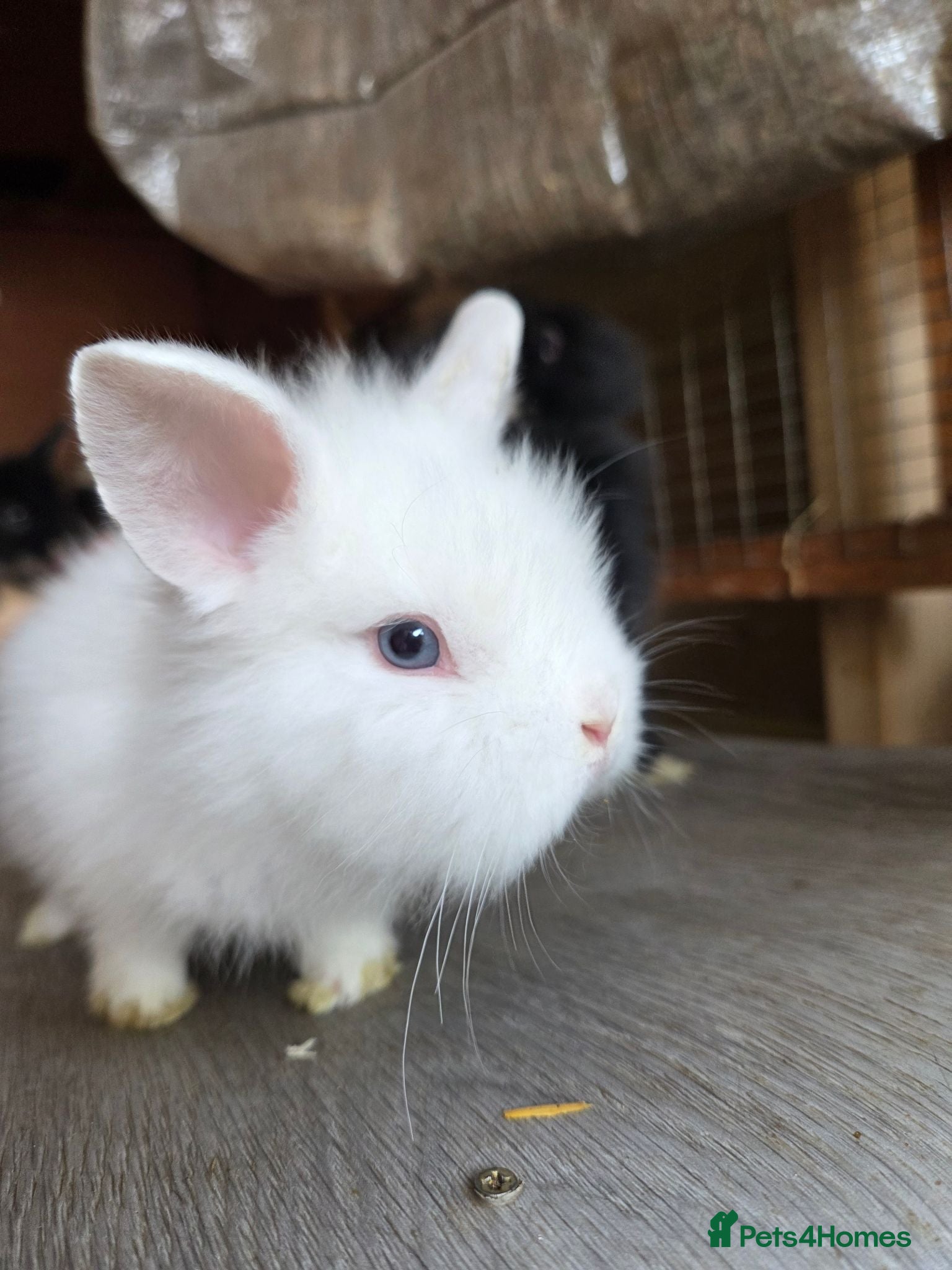 Lionhead rabbits Lion head cross *sold in pairs ☆£70 per pair☆ - Advert 3