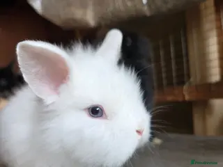 Lionhead rabbits Lion head cross *sold in pairs ☆£70 per pair☆ - Advert 3