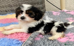 Cavapoo dogs for sale: Extensively Health tested F1 Toy Cavapoo puppies - Image 4