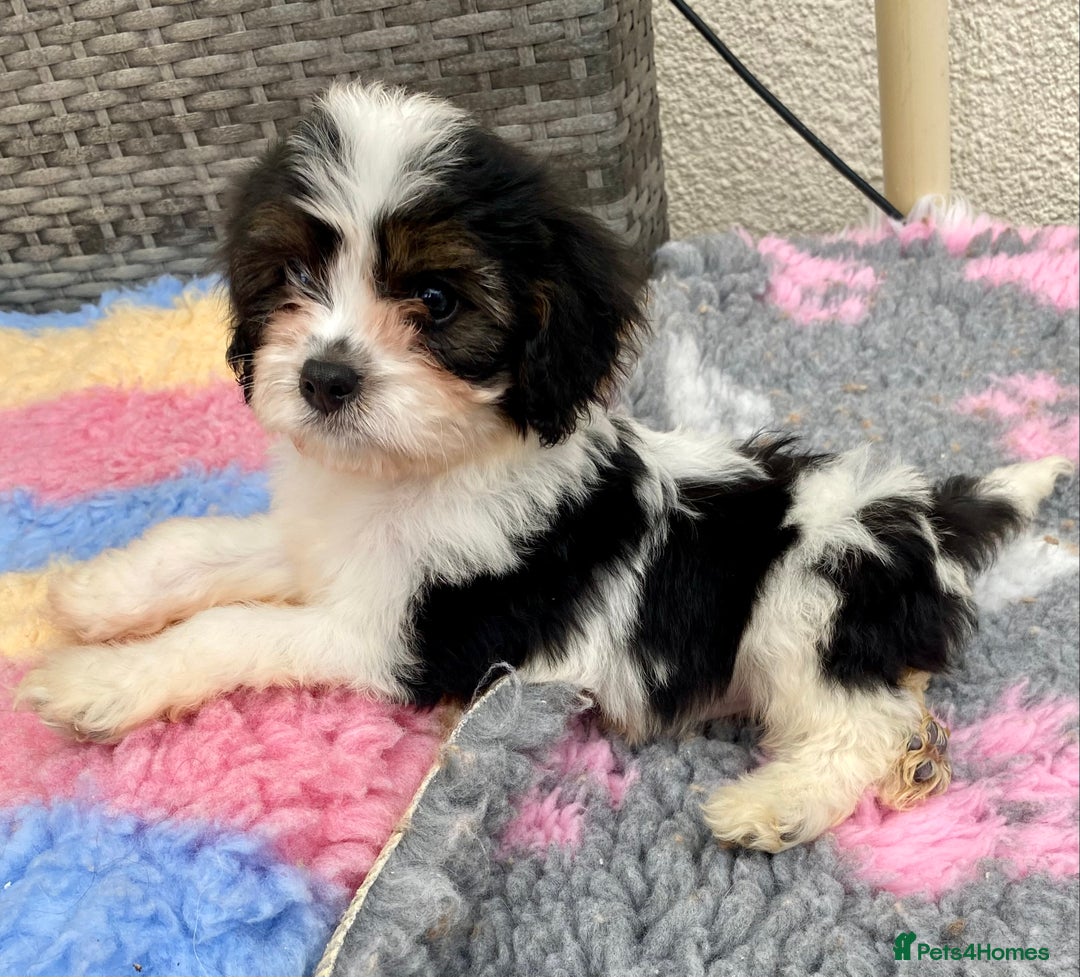 Cavapoo dogs for sale: Extensively Health tested F1 Toy Cavapoo puppies - Image 4