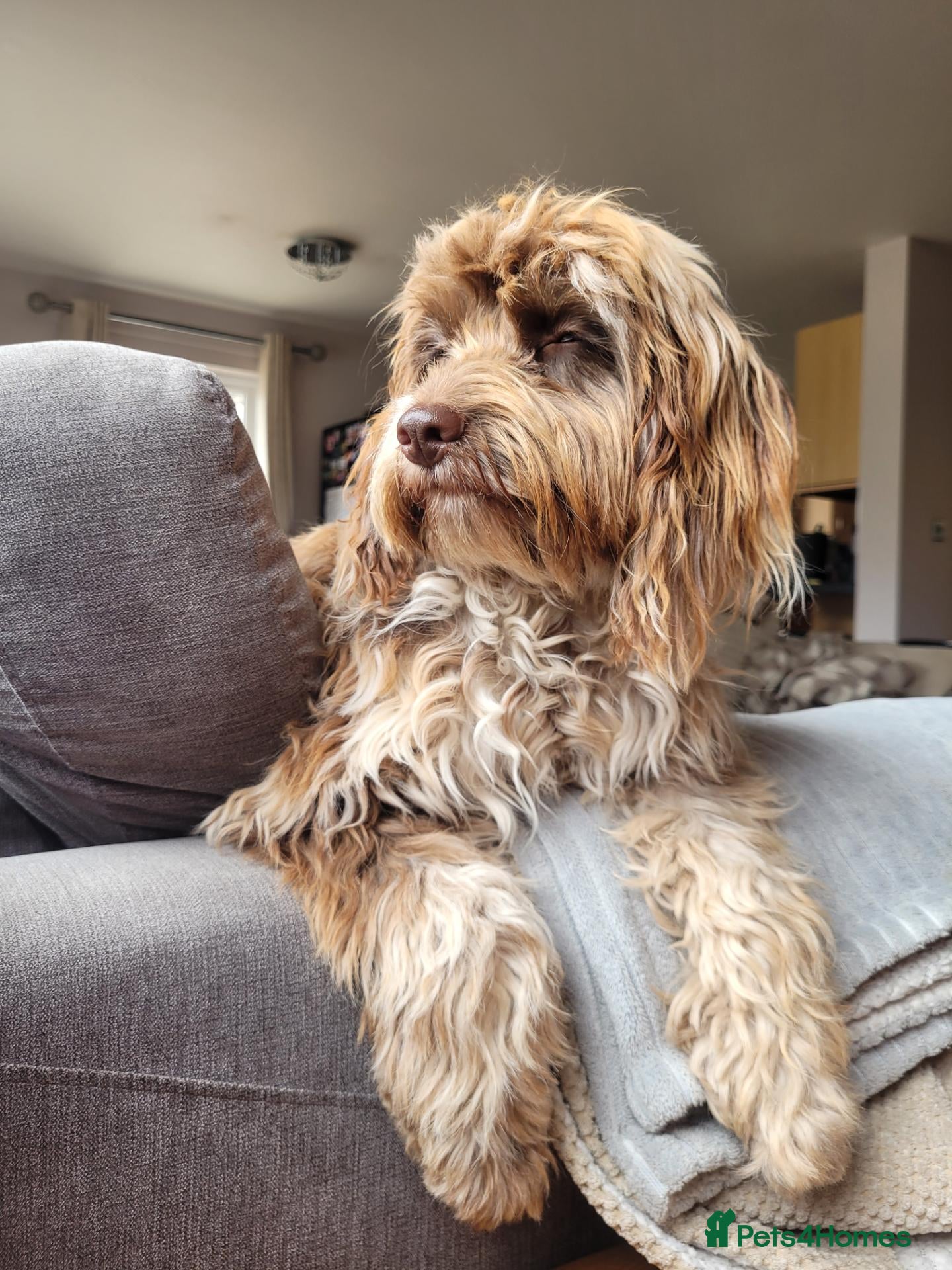 Cockapoo dogs 10 month old Cockapoo  - Advert 1