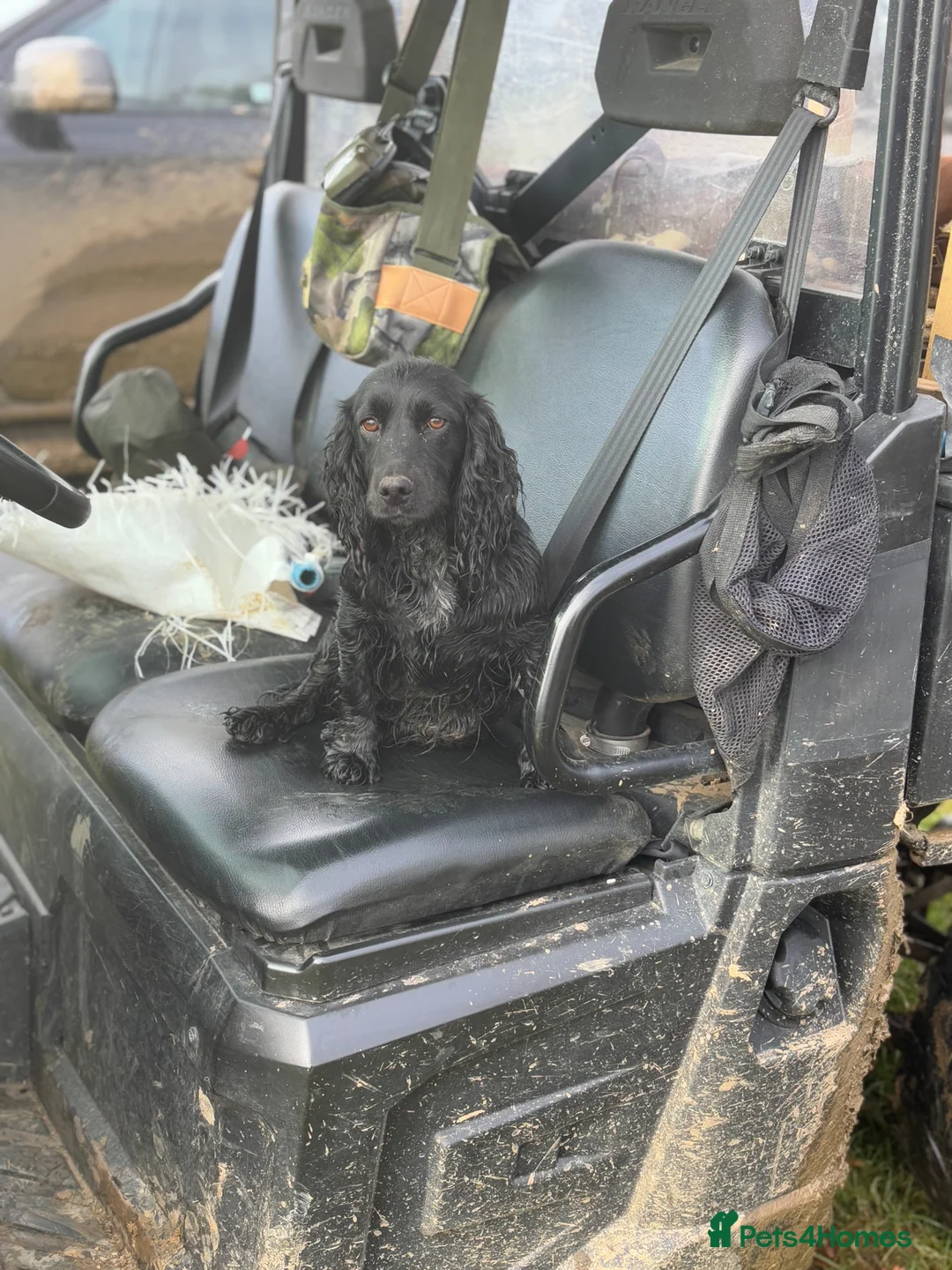 Cocker Spaniel dogs for sale: 2 Working Cocker spaniel boys for sale in Swindon - Advert 1