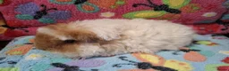 Guinea Pig rodents for sale: Baby Boars In Different Breeds  - Advert 7