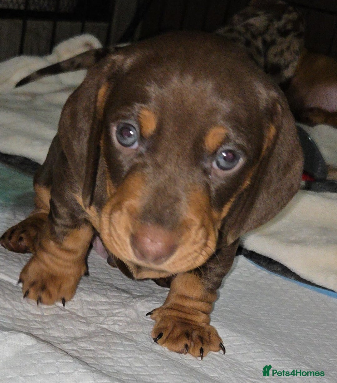Dachshund dogs for sale: Beautiful KC REG dachshund pups - Advert 19